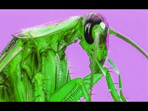 Alien Abduction TRUTH Karla Turner Before Murdered By Scorpions