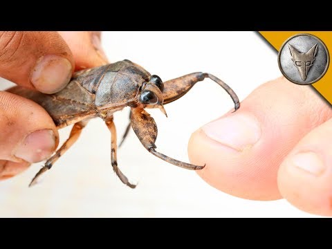BITTEN by a GIANT WATER BUG!