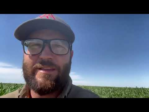 Interseeding Cover Crops Into Corn: Changing Our Perspective