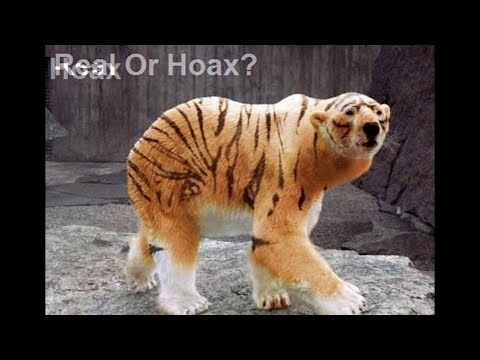 Mind Games 10. Real VS Hoax. Human Animal Hybrids, Alien Creatures, GMO Mutants, Weird Animals