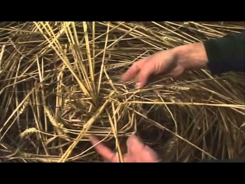 Star dreams – exploring the mystery of crop circles